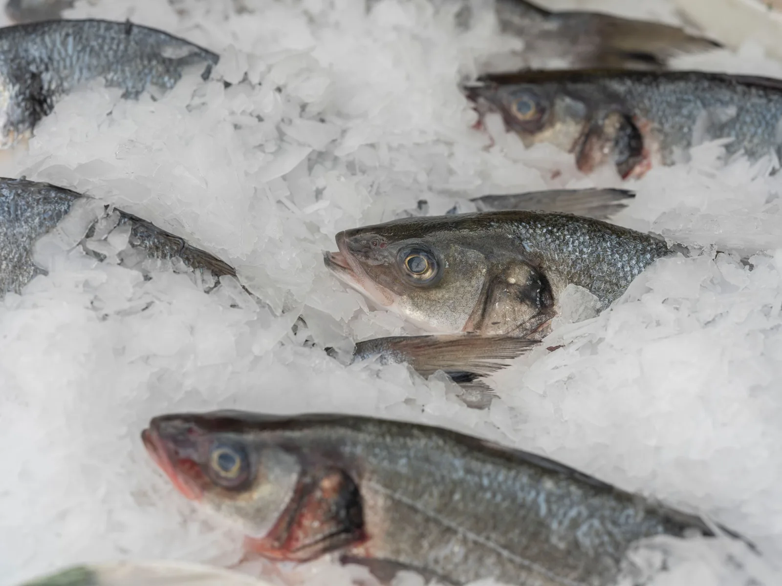 Bars frais sur un étal couvert de glace en écailles
